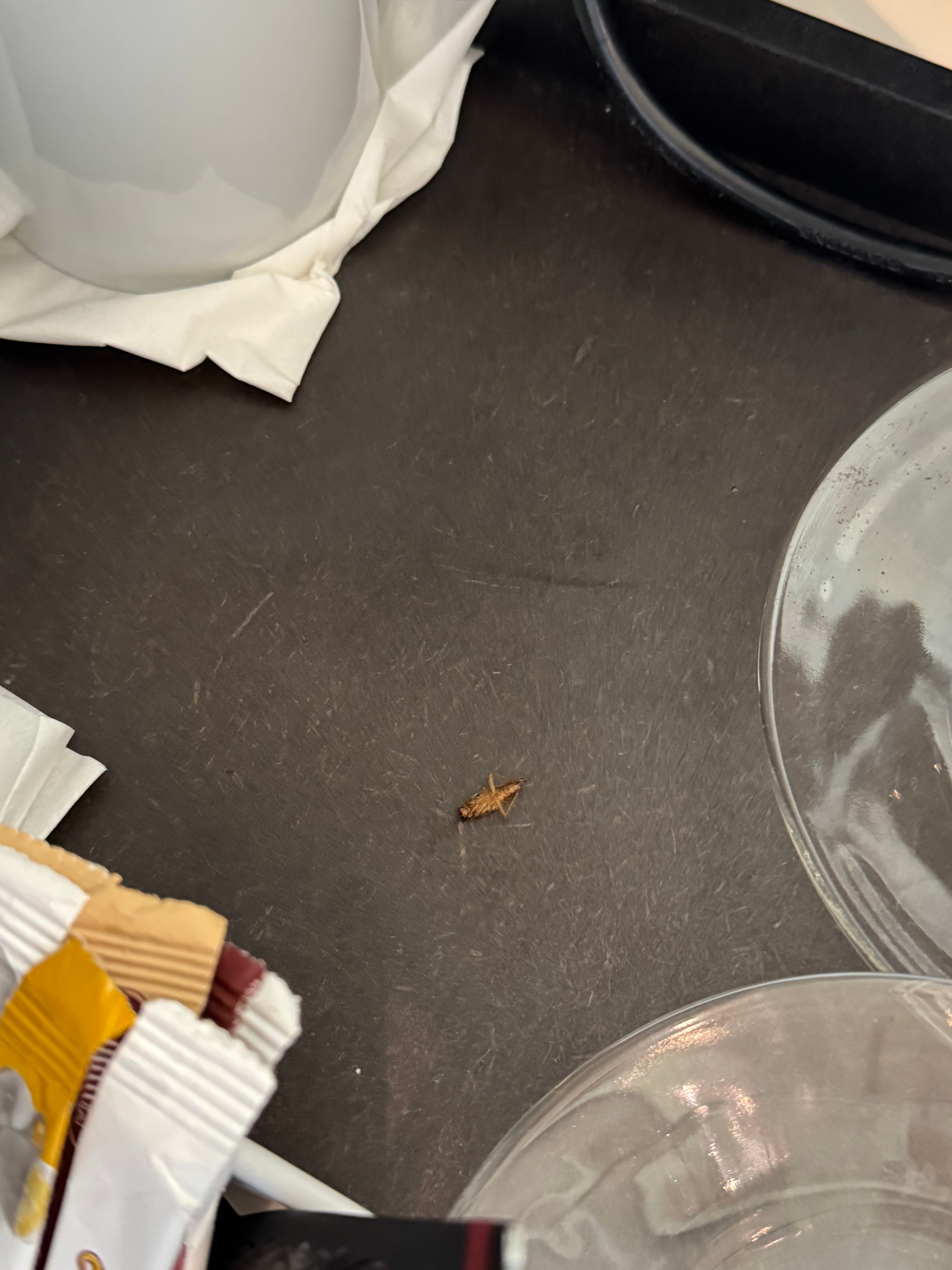 Noom酒店阿比让高原-客卧