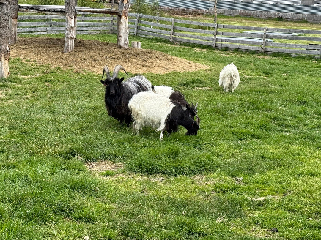 Petting Zoo Daladýrd-阿克雷里必去景点