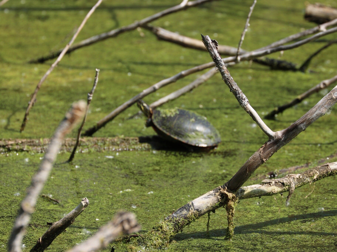 Barkhausen Waterfowl Preserve-Suamico必去景点