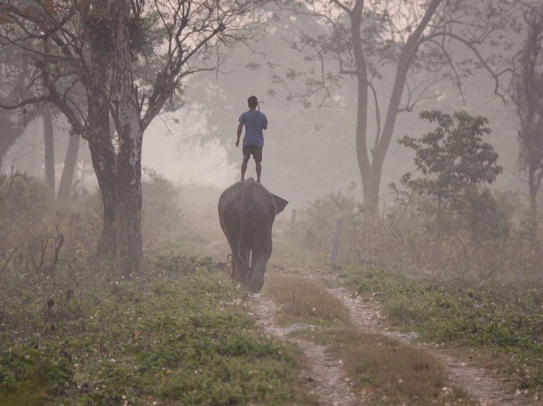 Jaldapara National Park-Alipurduar District必去景点