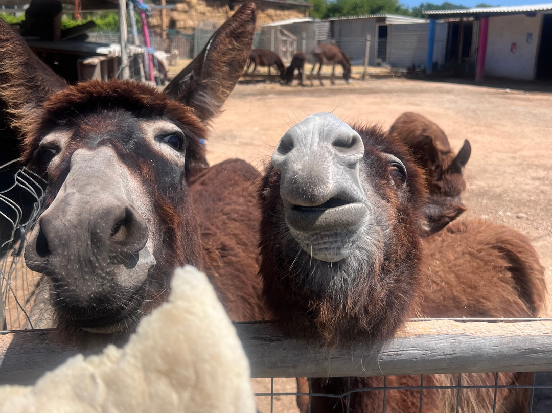 Bees House Rodos-Archipoli必去景点