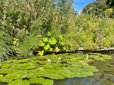 Kanoverhuur Den Haag-海牙必去景点