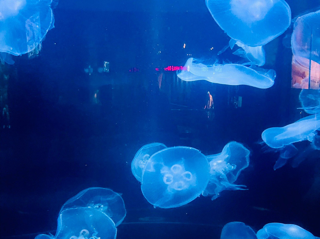 North Carolina Aquarium at Fort Fisher-Kure Beach必去景点
