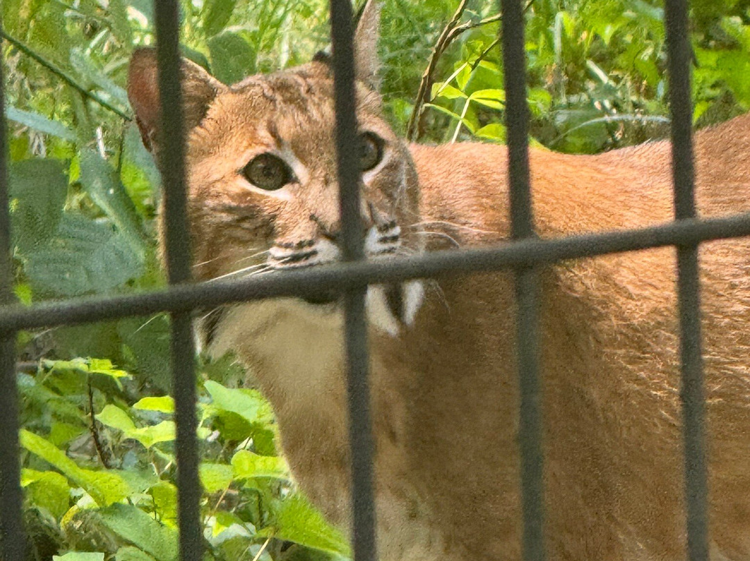 Red Wolf Sanctuary-Rising Sun必去景点