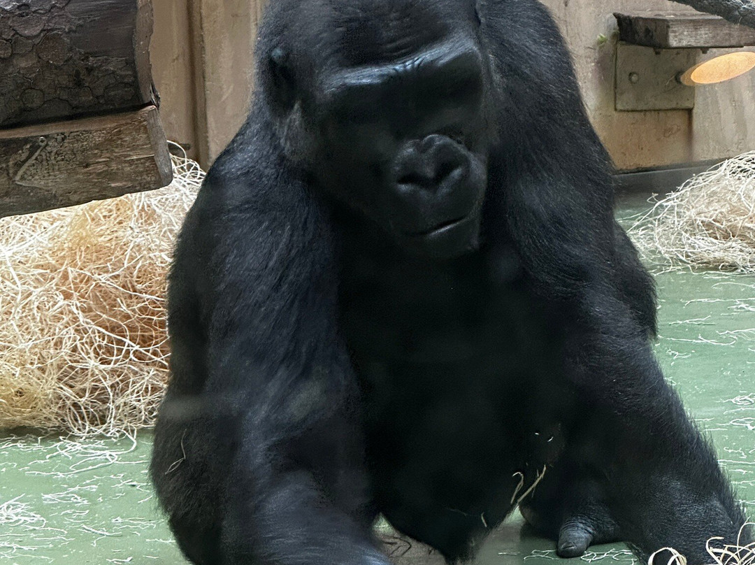 Allwetterzoo Munster-明斯特必去景点