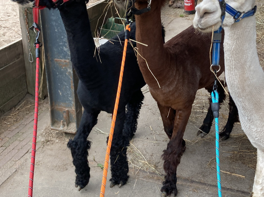 Wandelen met alpaca's-Delfgauw必去景点