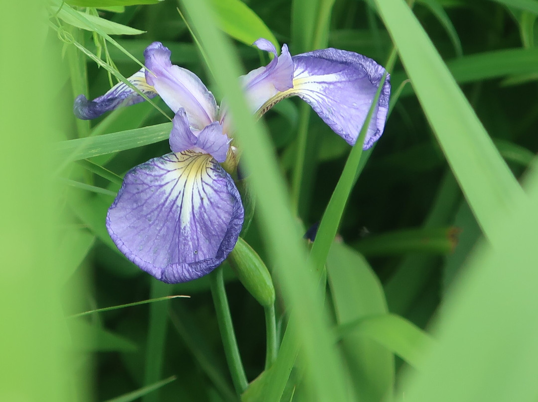 Veneer Nature Flower Garden-滨顿别町必去景点