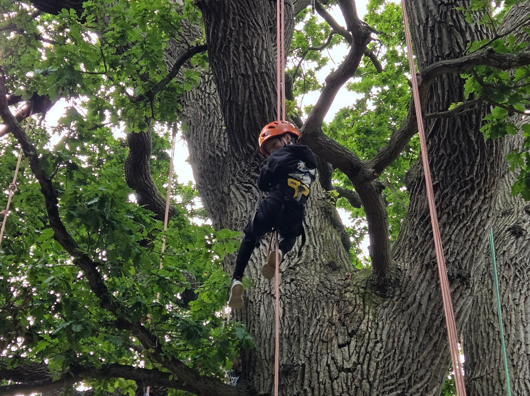 Goodleaf Tree Climbing-赖德必去景点