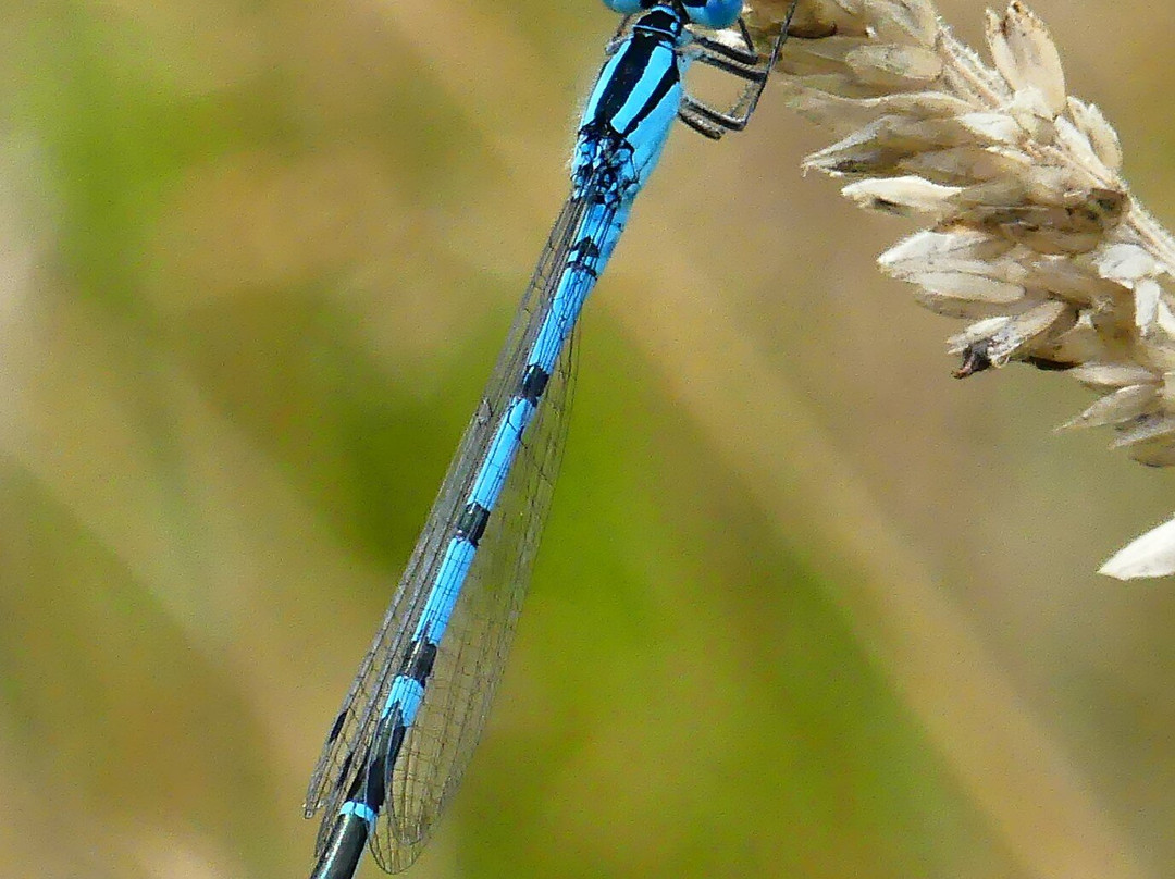 Warnham Local Nature Reserve-霍舍姆必去景点