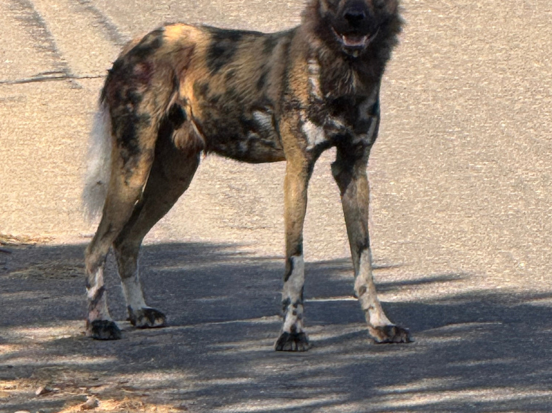 Discover Kruger Safaris-库马堤港必去景点