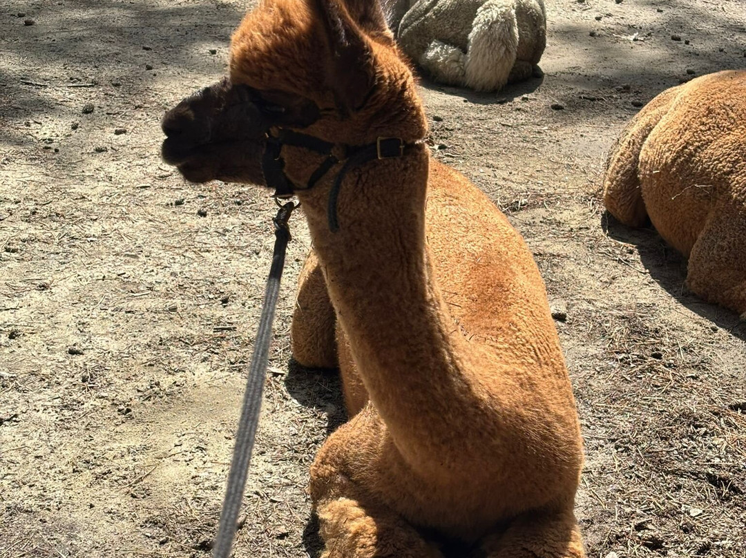 Sunset Alpaca-Ruiselede必去景点