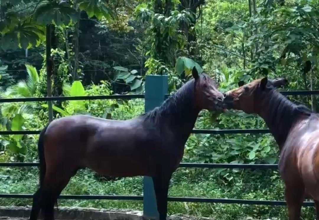 Caribe Horse Riding Club-Cocles必去景点