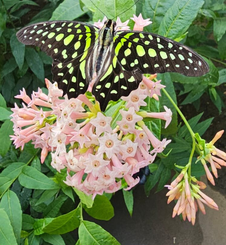 Hall Place & Gardens-Bexley必去景点