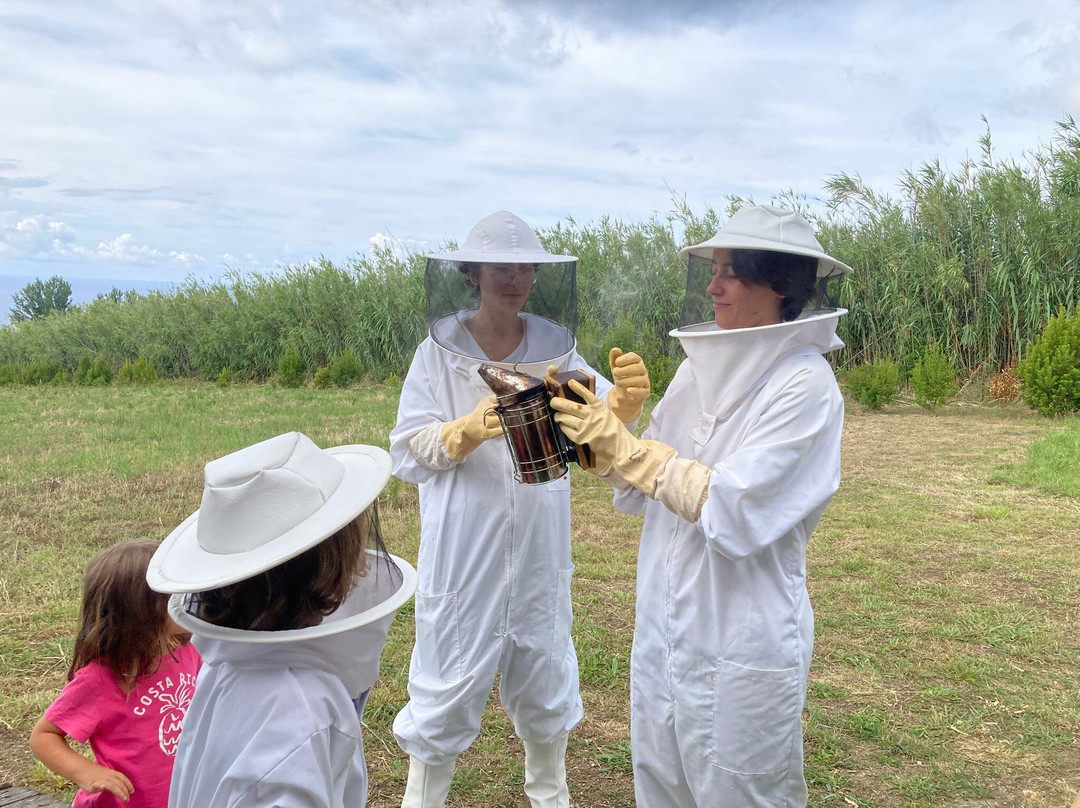 Apiário Margaridas-Fenais da Luz必去景点