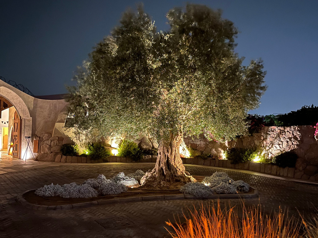 Mama Gaia Beach Club-亚喀巴必去景点