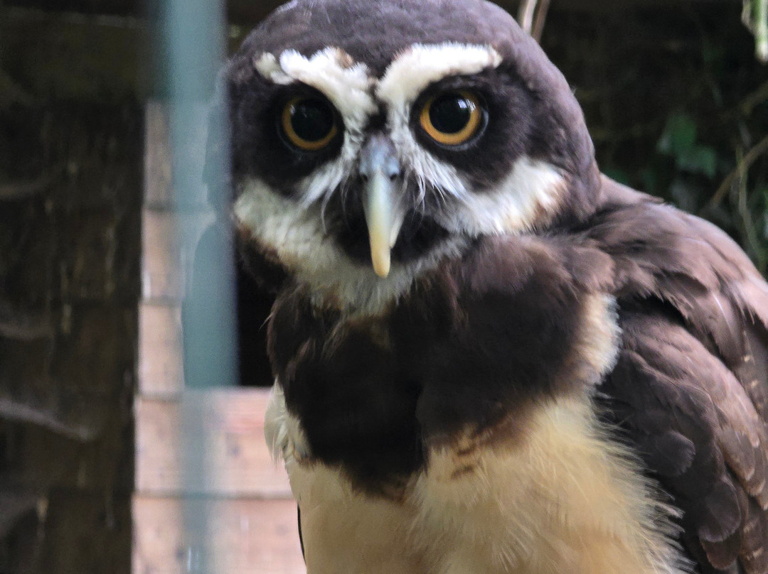Uilen- en Dierenpark De Paay-Beesd必去景点