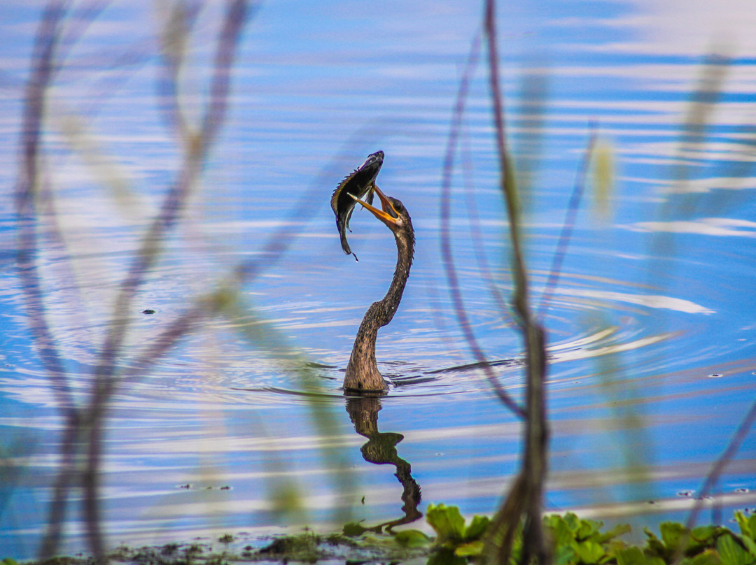 Lake Apopka Wildlife Drive-Apopka必去景点