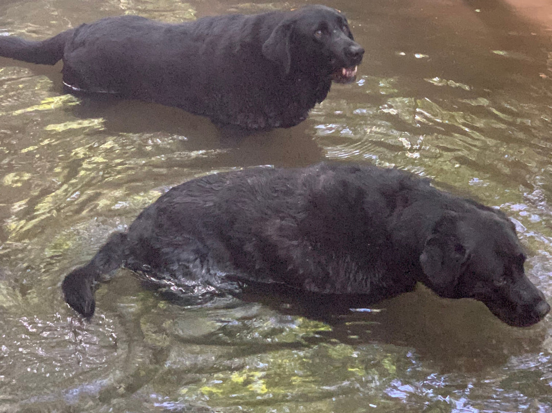 The Paw House Inn主图