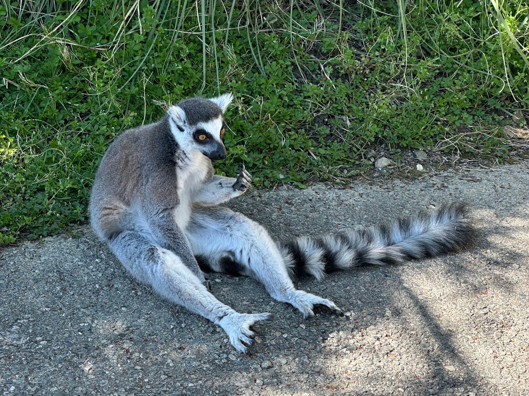 Safari Park-Pombia必去景点