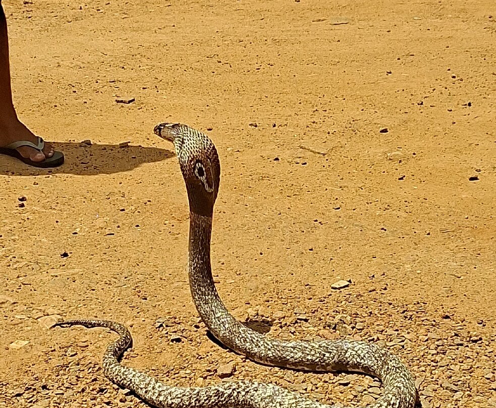 Snake Farm Weligama (Traditional Farm)-瓦勒迦玛必去景点
