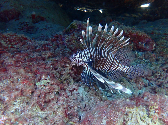 Trident Diving School-罗德斯必去景点