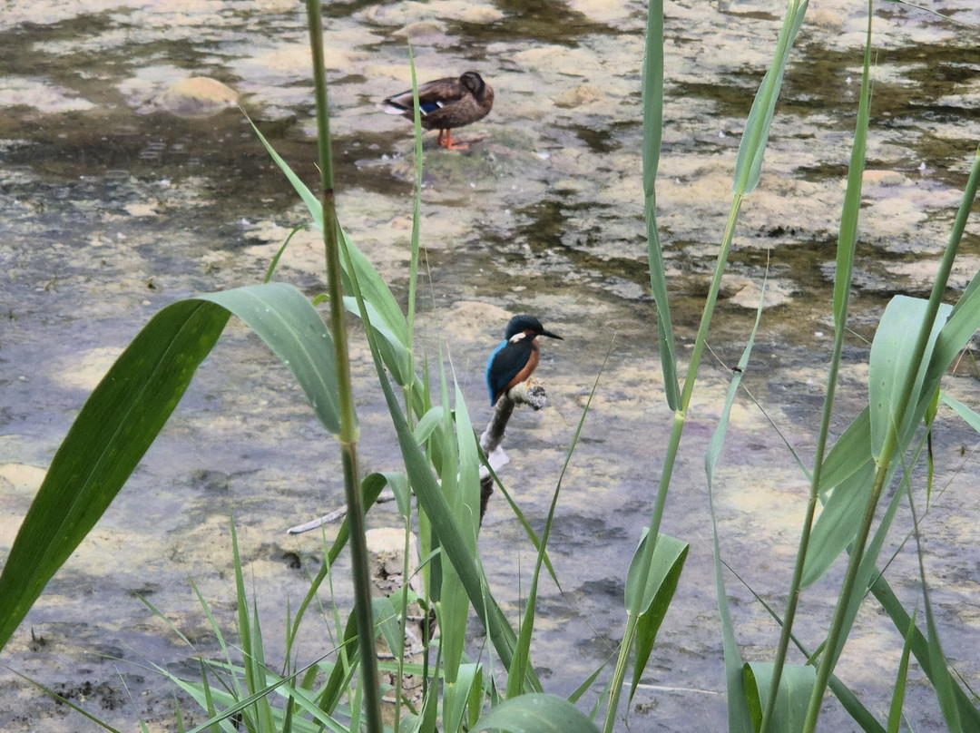 Lakenheath Fen RSPB Reserve-Lakenheath必去景点