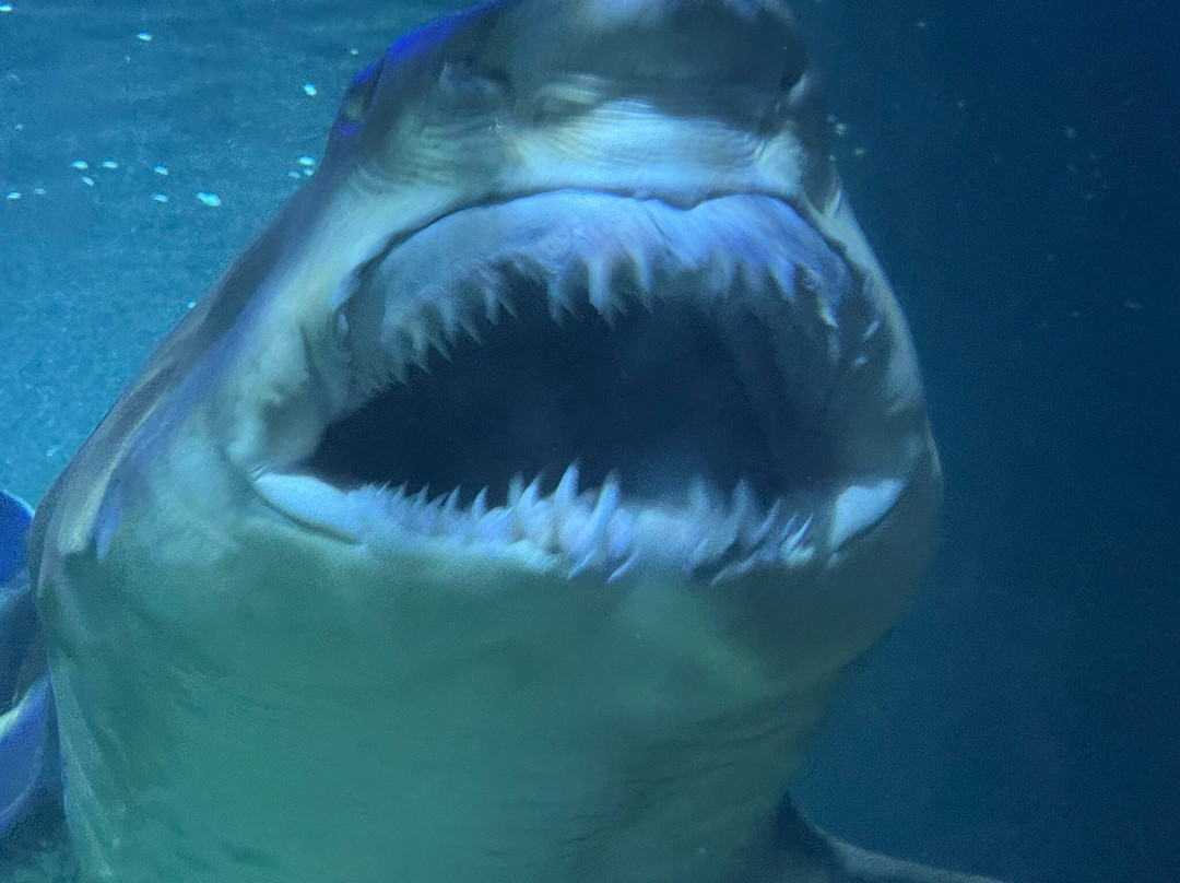 Dingle Oceanworld Aquarium-丁格尔必去景点