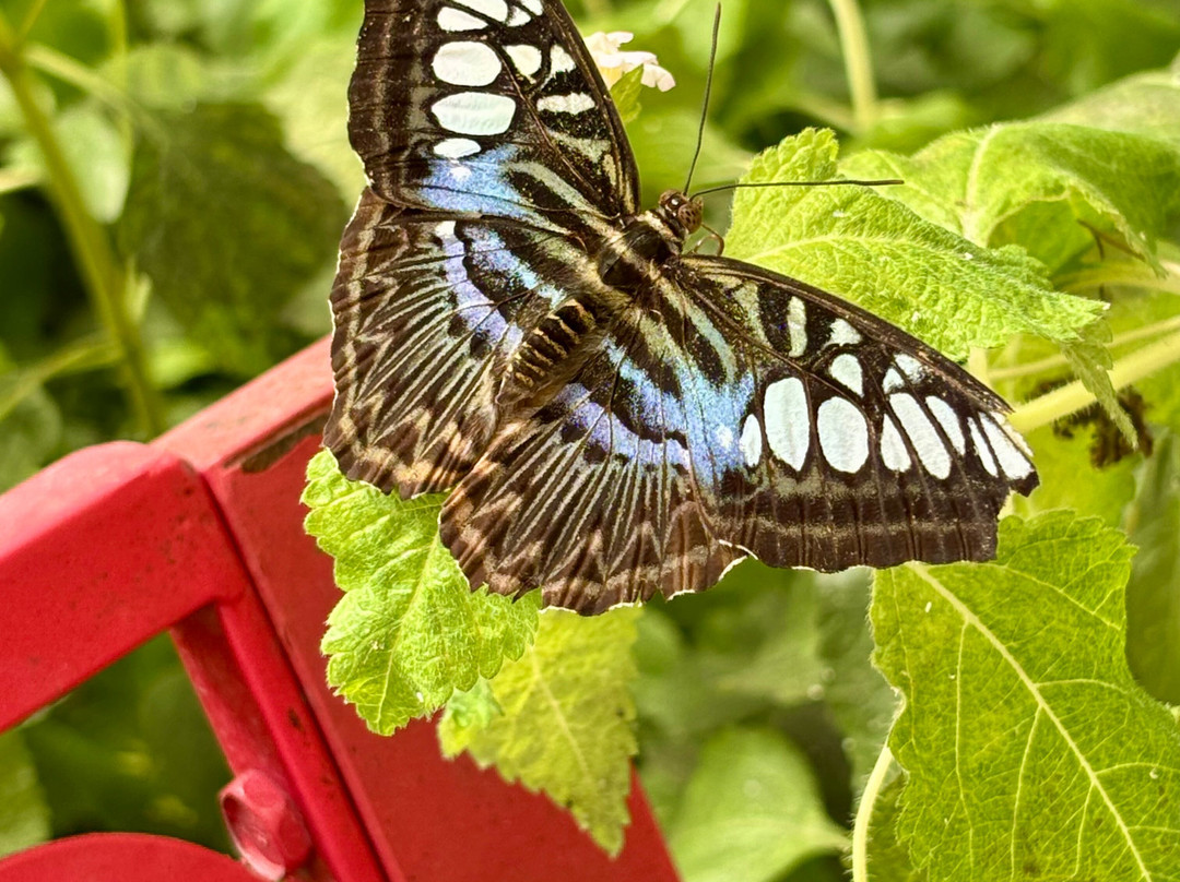 Butterfly House-Put in Bay必去景点