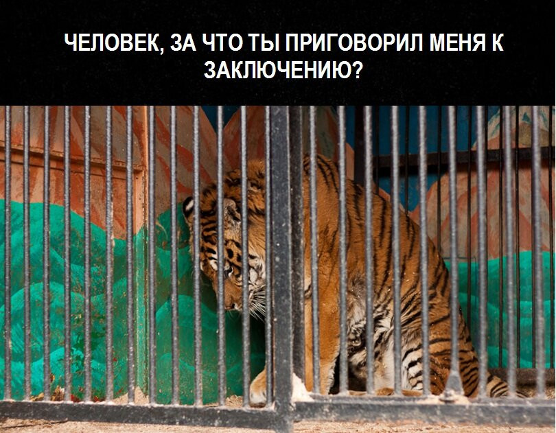 Ryazhsk Zoo-Ryazhsk必去景点