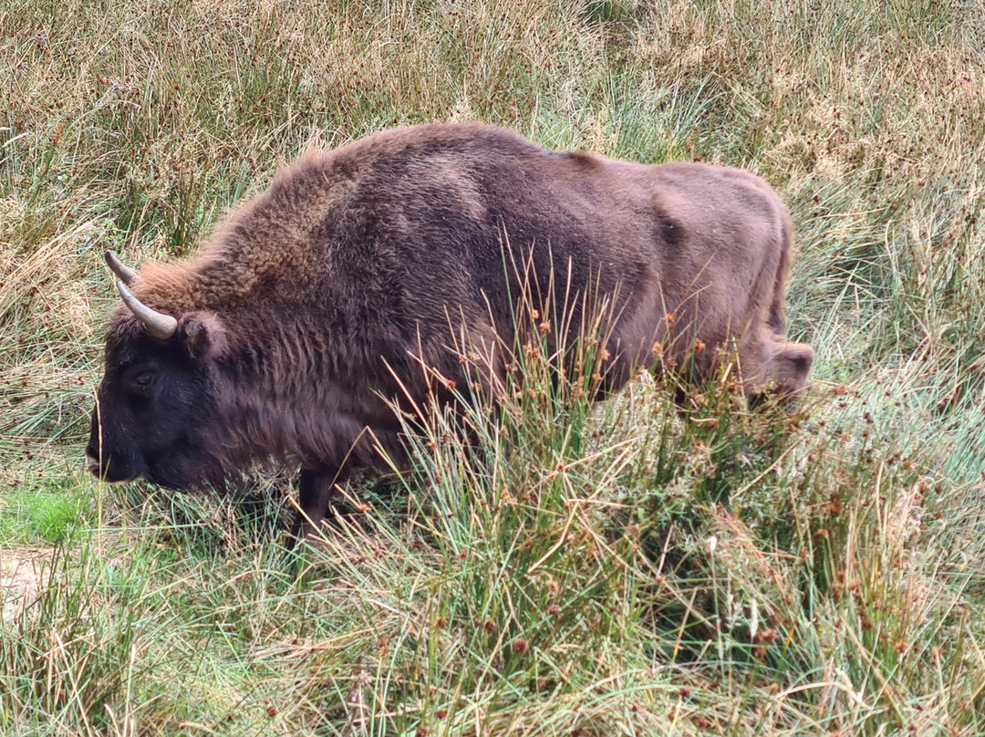 Réserve Bisons d'Europe-Sainte-Eulalie必去景点