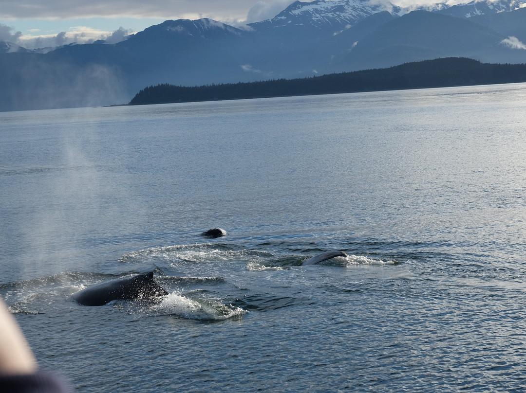 Juneau Tours & Whale Watch-朱诺必去景点
