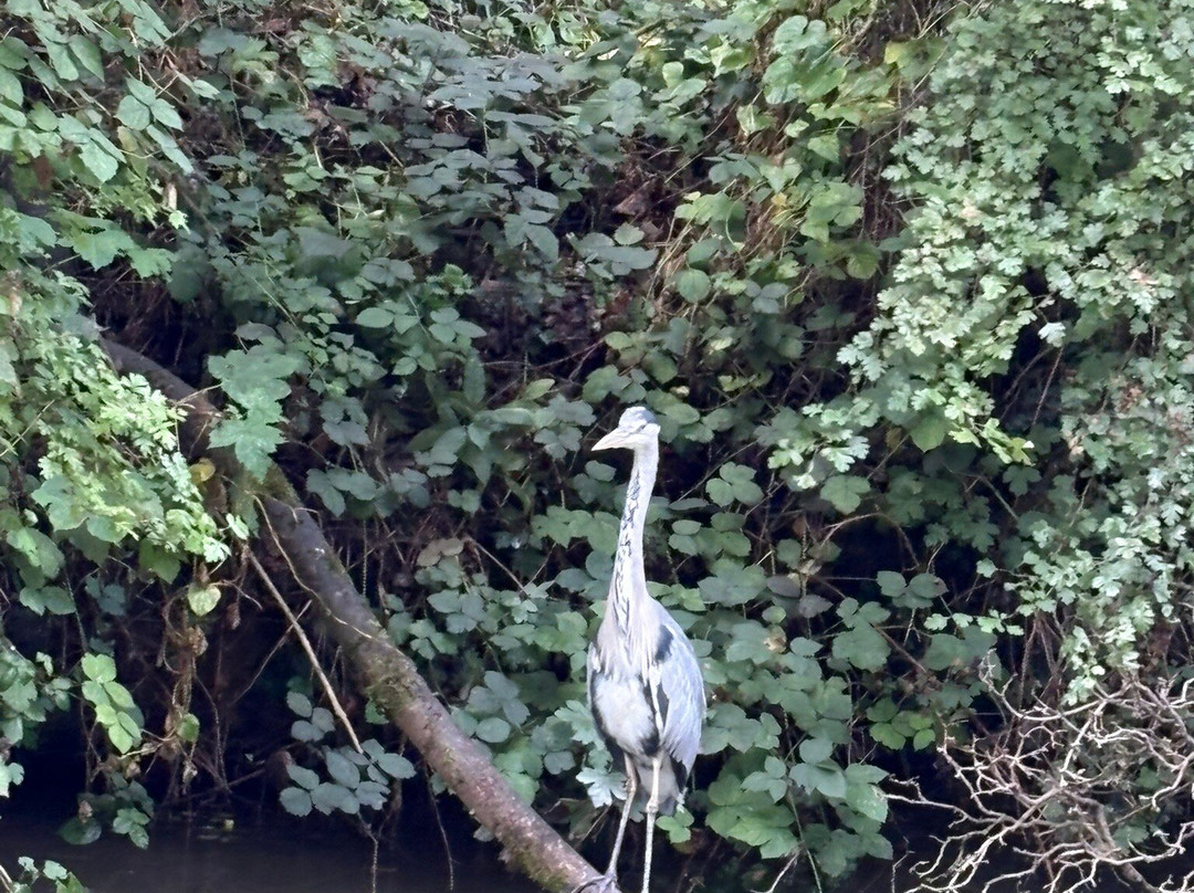 Narrowboat Day Hire-Tring必去景点