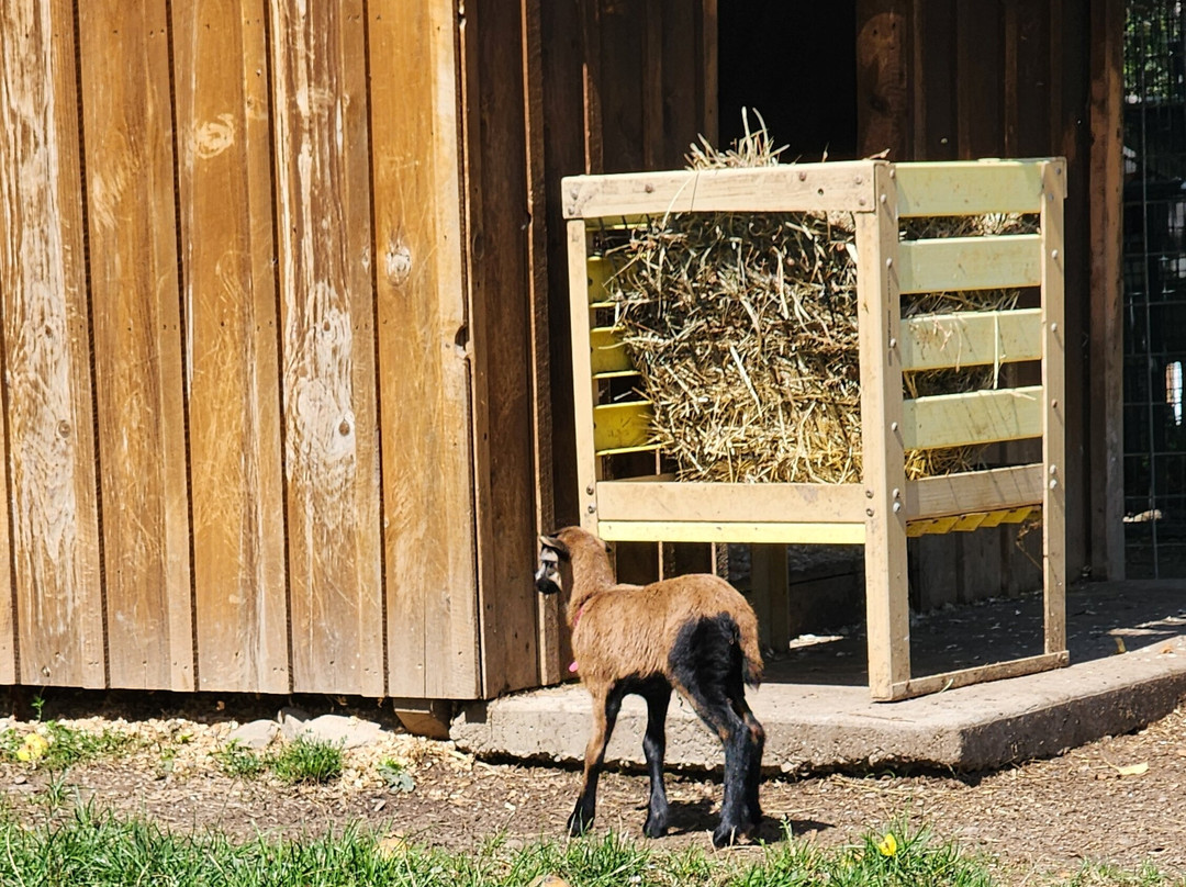 Hidden Valley Animal Adventure-Varysburg必去景点