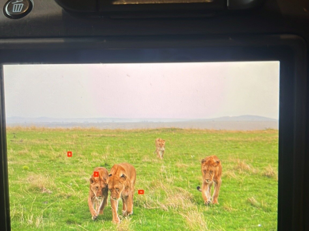 Apex Photo Safaris-内罗毕必去景点