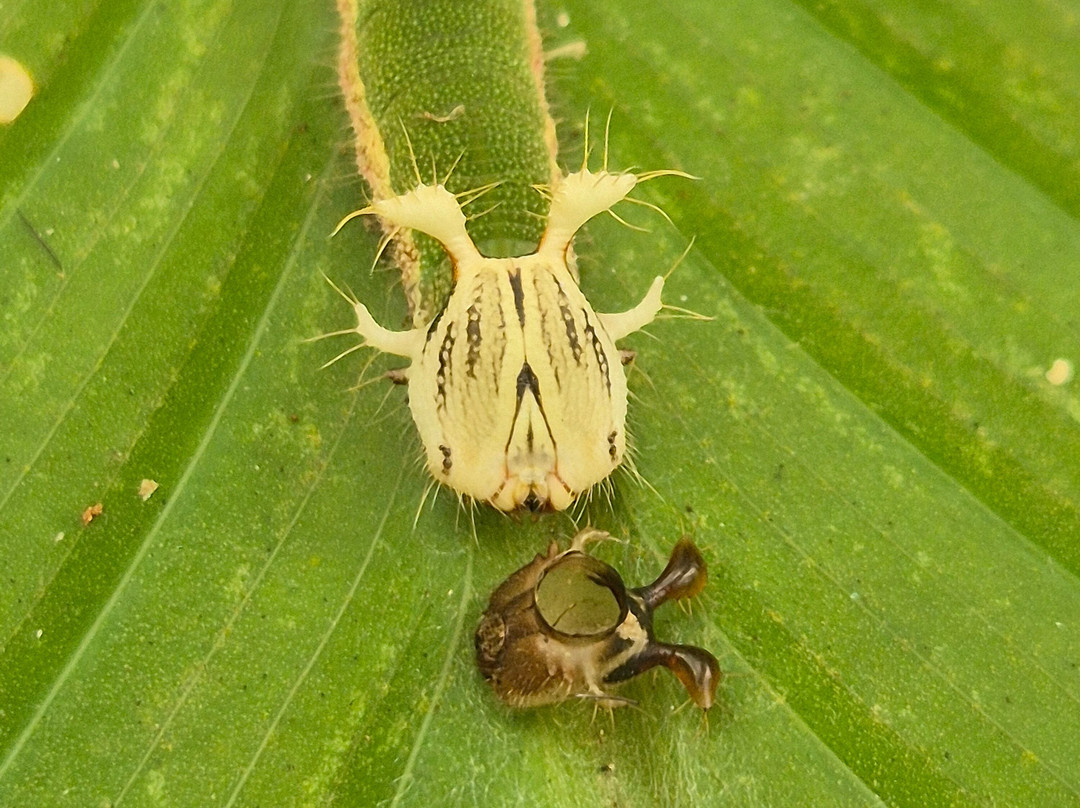 Mariposario Sierra Nevada-Minca必去景点
