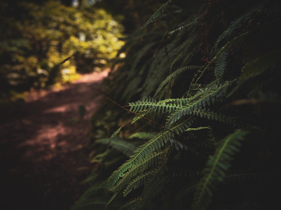 Cape Lookout State Park-蒂拉穆克必去景点