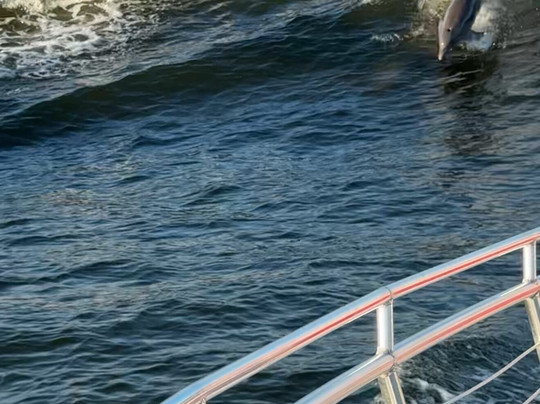 Surf's Up Dolphin Cruises-橙色海湾必去景点