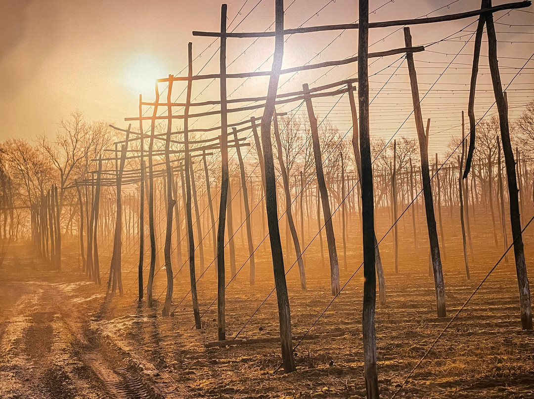 Hukins Hops-Tenterden必去景点