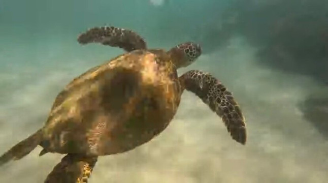 科纳男孩公司-基亚拉凯库亚必去景点