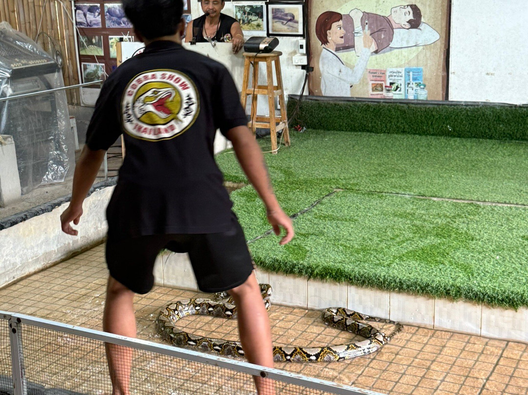 Cobra Show Thailand-苏梅岛必去景点