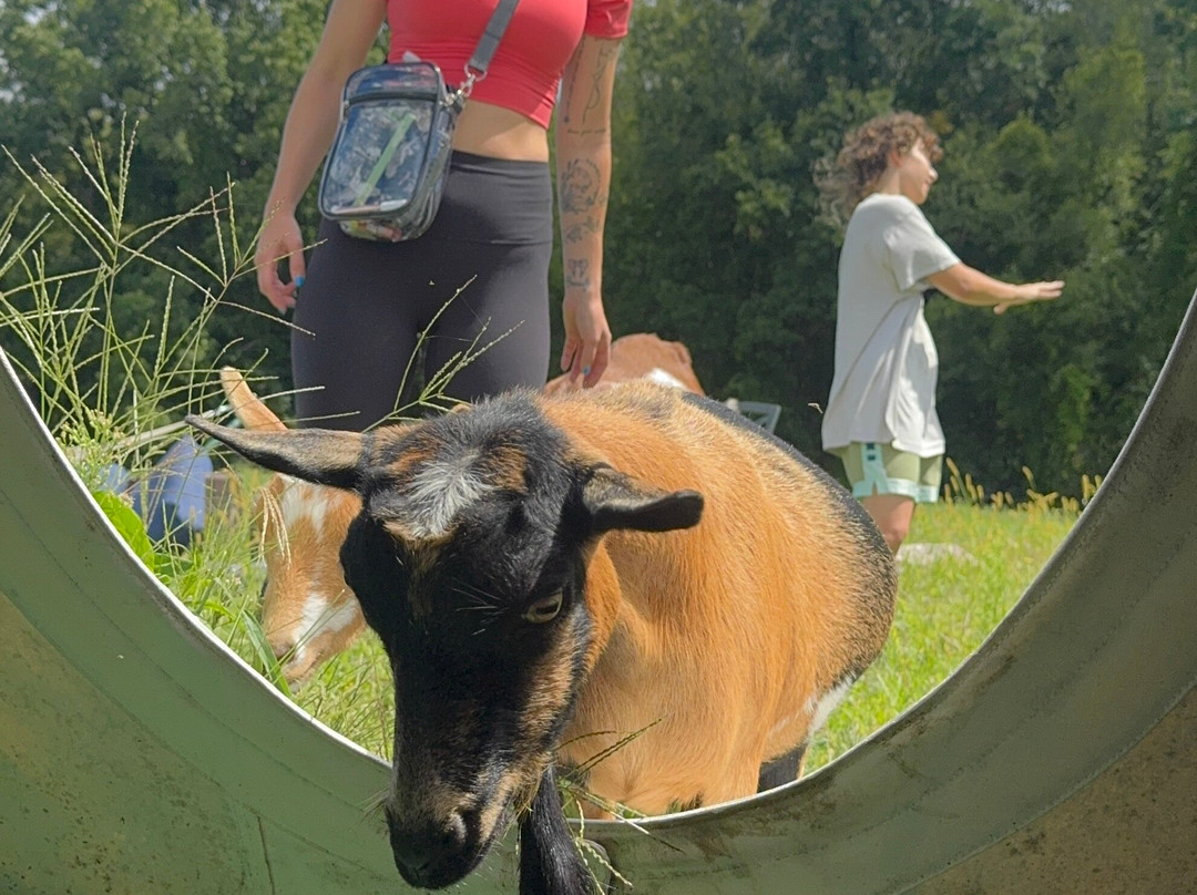 Blue Iris Farm-Lebanon必去景点