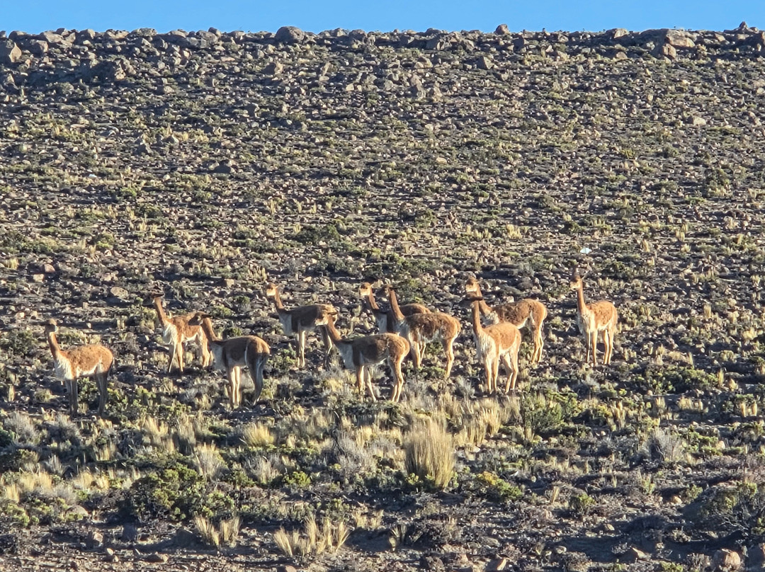 Peru Fly Fishing-阿雷基帕必去景点