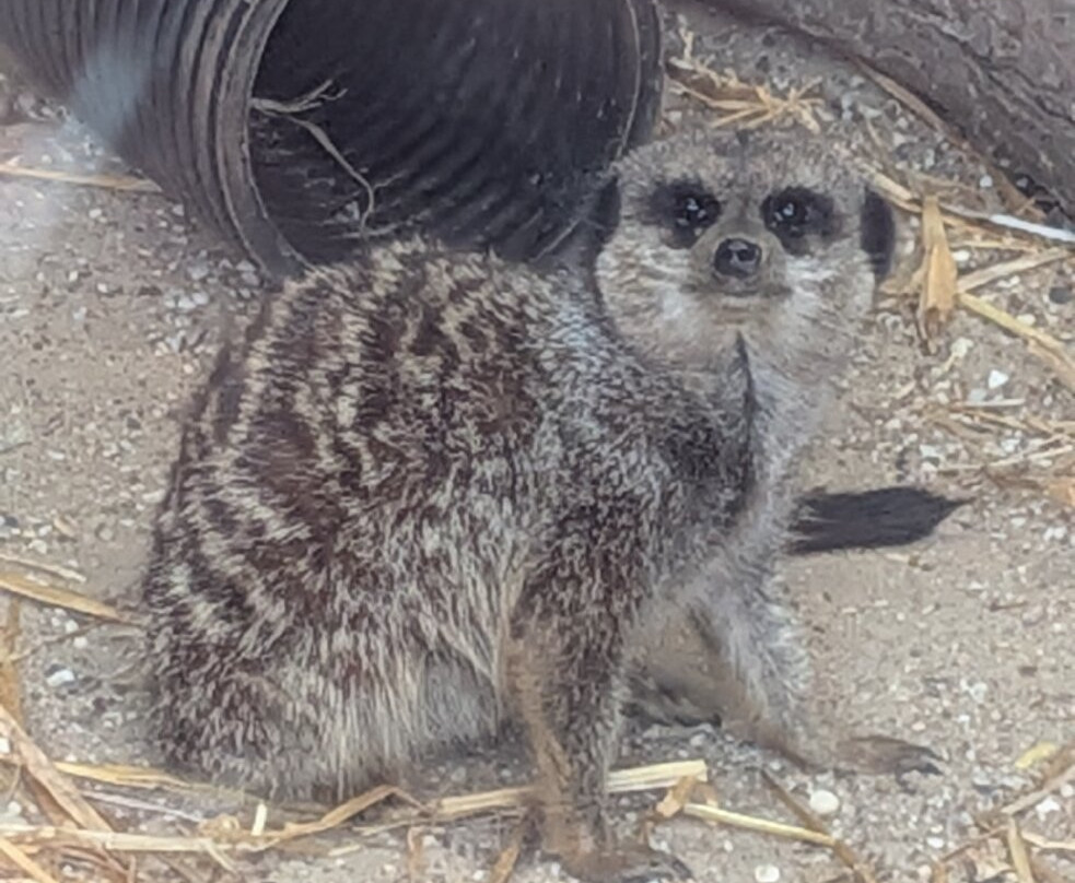 Ashlyns Wildlife Park-North Weald必去景点