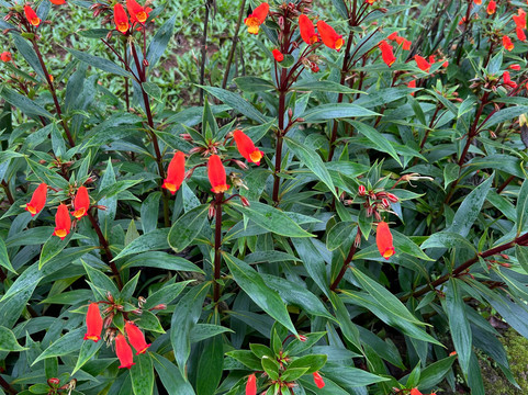 Urvinkaan - An Estate Hotel Chikmagalur主图