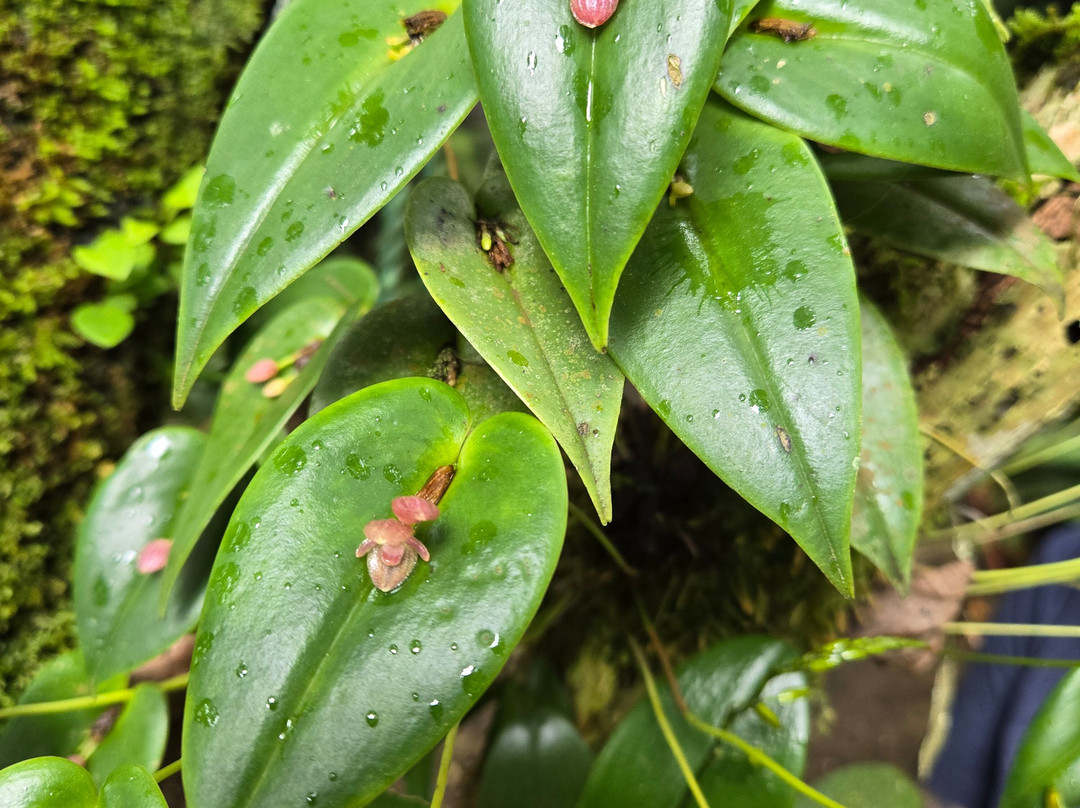 Monteverde Orchid Garden-圣埃伦娜必去景点