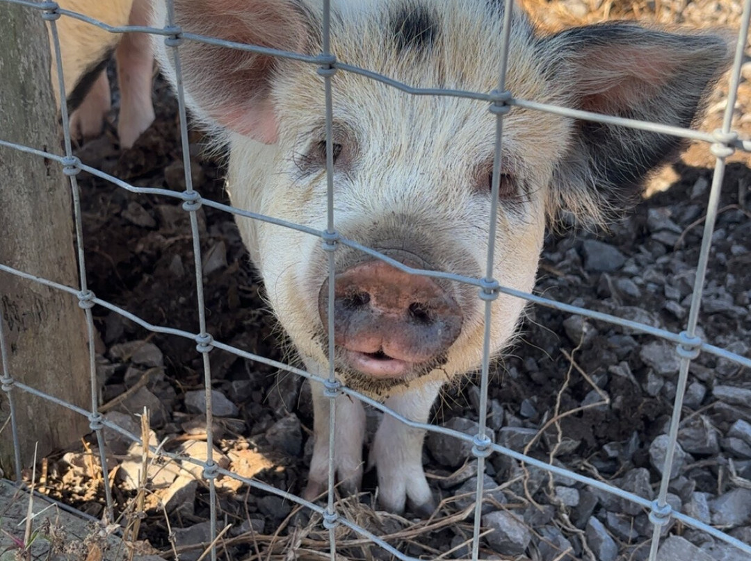 Chew Valley Animal Park-Chew Magna必去景点