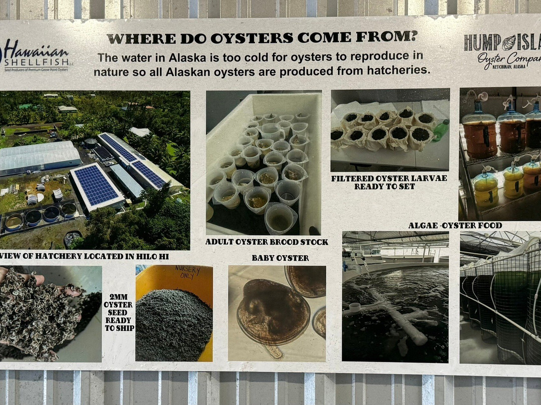 Hump Island Oyster & Kelp Farm with Tasting-凯奇坎必去景点