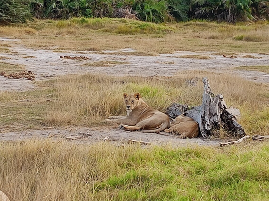 Azmina Tours & Safaris - Sheriffo-马林地必去景点