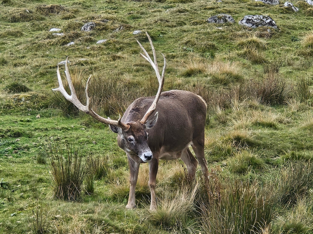 Highland Wildlife Park-Kincraig必去景点