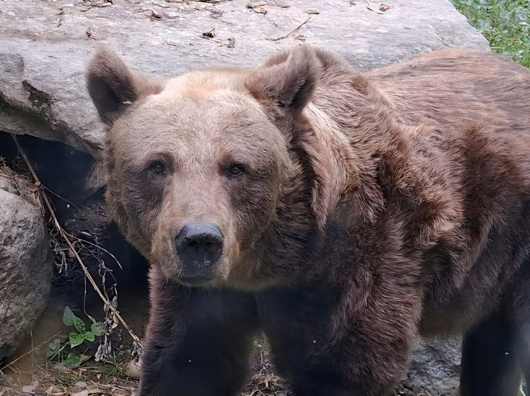 Parc Animalier De Casteil-Casteil必去景点